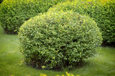 Erkeçsakalı bush, peyzaj tasarımında kullanılan. Budama için rasgele bir şekil vermek mümkündür