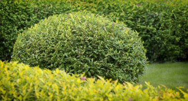 Erkeçsakalı bush, peyzaj tasarımında kullanılan. Budama için rasgele bir şekil vermek mümkündür