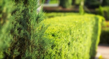 Erkeçsakalı bush, peyzaj tasarımında kullanılan. Budama için rasgele bir şekil vermek mümkündür