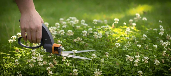 Corte de césped con tijeras en lugares de difícil acceso, jardinero profesional —  Fotos de Stock