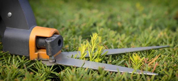 Çim yerlere ulaşmak zor, bahçıvan profesyonel makasla kesme