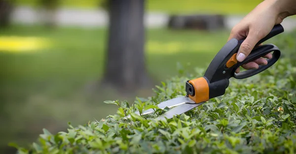 Memotong rumput dengan gunting di tempat yang sulit dijangkau, tukang kebun profesional — Stok Foto