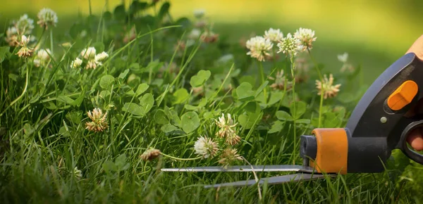 Çim yerlere ulaşmak zor, bahçıvan profesyonel makasla kesme