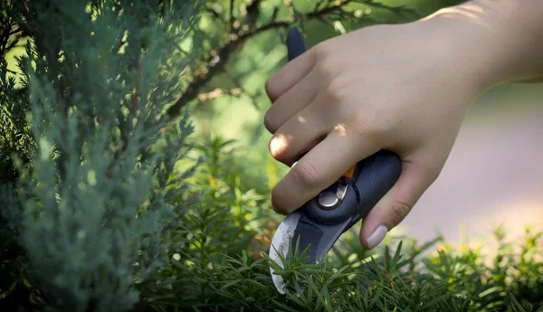 The gardeners hand cuts the unnecessary twig of the yew with a secateur, close up