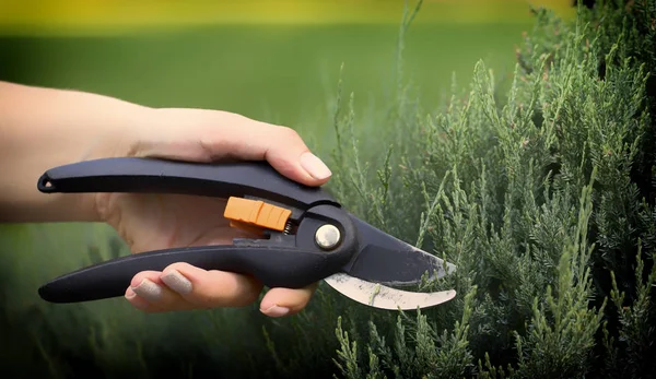 Bahçıvanlar el ile bir secateur porsukağacı gereksiz dal keser, yakın çekim