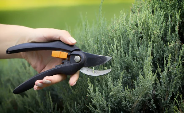 Bahçıvanlar el ile bir secateur porsukağacı gereksiz dal keser, yakın çekim