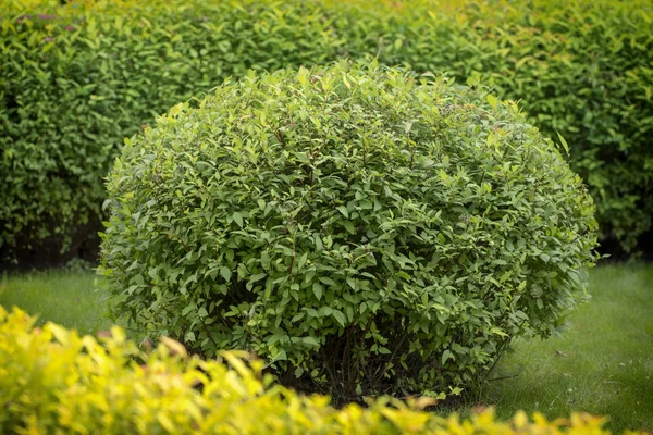 Spirea bush, used in landscape design. It is possible to give an arbitrary shape to the pruning — Stock Photo, Image