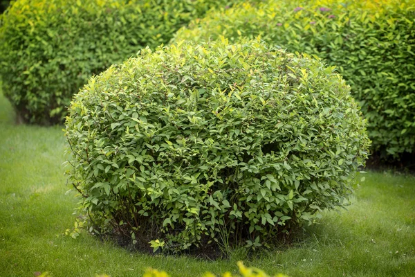 Cespuglio di Spirea, utilizzato nella progettazione del paesaggio. È possibile dare una forma arbitraria alla potatura — Foto Stock