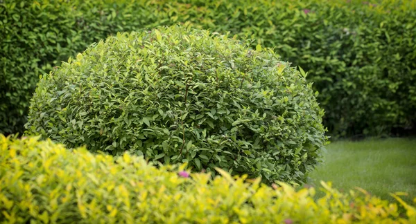Erkeçsakalı bush, peyzaj tasarımında kullanılan. Budama için rasgele bir şekil vermek mümkündür
