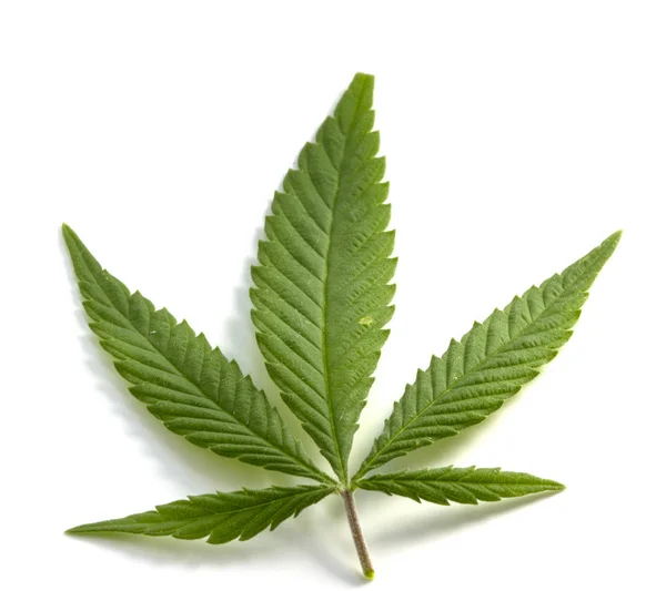 Kannabisz levél, marihuána, elszigetelt fehér háttér felett — Stock Fotó