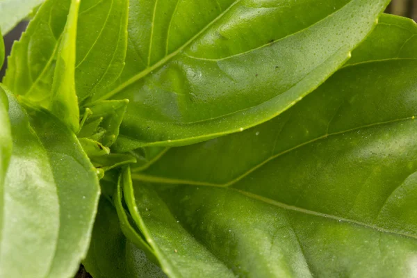 Eski bir ahşap zemin üzerine Yeşil taze fesleğen yaprağı