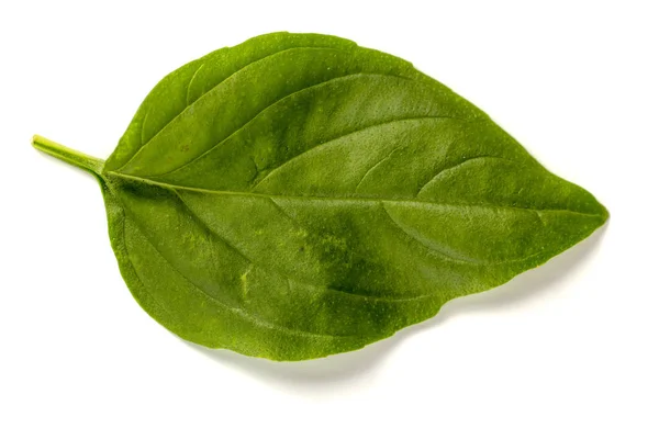 Beyaz arka plan üzerinde izole fesleğen yaprağı — Stok fotoğraf
