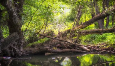 Düşmüş yaşlı ağaçların gövdeleri ile çevrili bir sakin orman akarsu