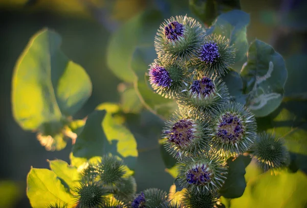Arctium fındık. İlaç ve kozmetik kullanılan ot bitki