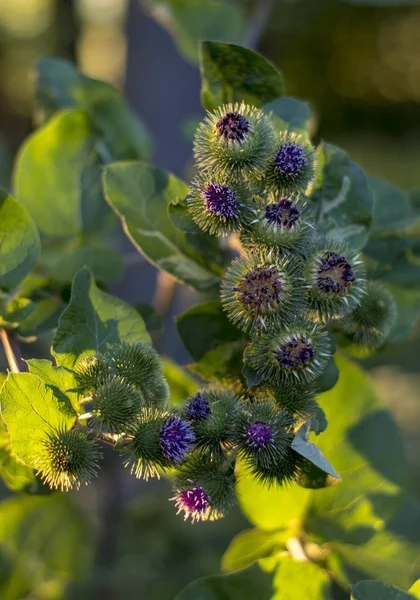 Arctium fındık. İlaç ve kozmetik kullanılan ot bitki