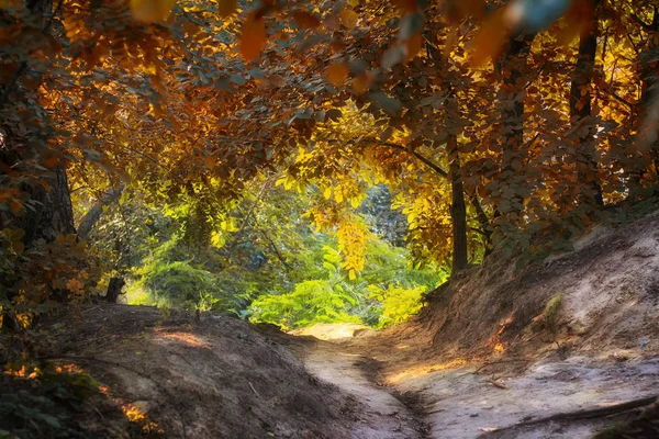 Um caminho de terra em uma pequena ravina de floresta de outono, em um dia ensolarado quente, paisagem — Fotografia de Stock