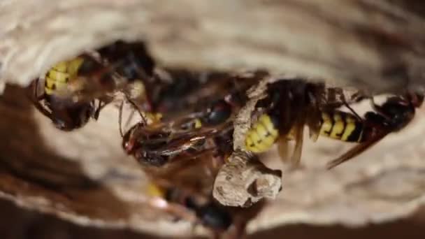 Un nid de guêpe en papier. Insecte utile de jardin prédateur, qui détruit les ravageurs 