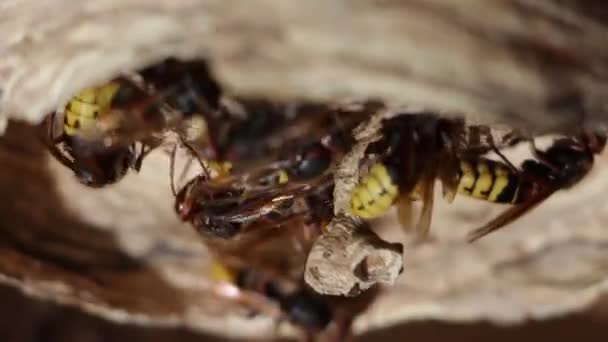 Ein Nest einer Papierwespe. Nützliches räuberisches Garteninsekt, das Schädlinge vernichtet — Stockvideo