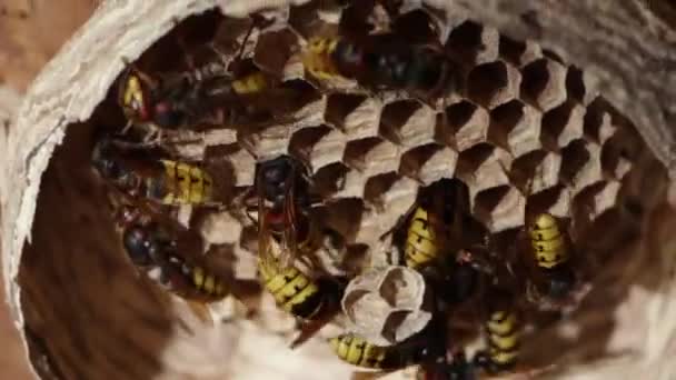 Nest Paper Wasp Close Useful Predatory Garden Insect Which Destroys — Stock Video