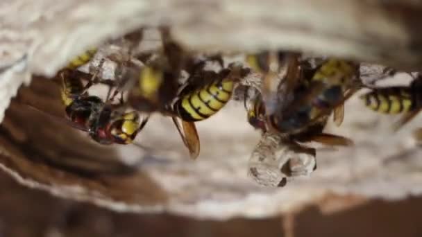 Un nido di una vespa di carta. Utile insetto da giardino predatore, che distrugge i parassiti — Video Stock