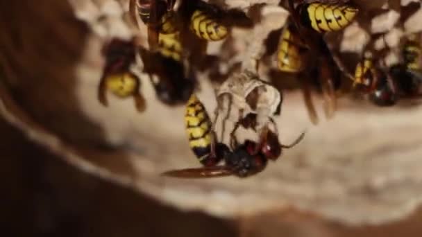 Een nest van een papier wesp. Nuttige roofzuchtige tuin insecten, die plagen vernietigt — Stockvideo