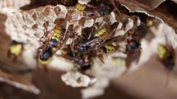 Ett bo av ett papper wasp. Användbar underprissättning trädgård insekt, som förstör skadedjur — Stockvideo