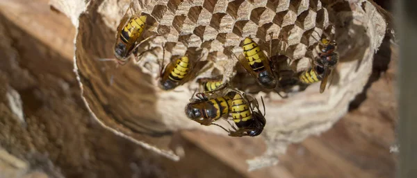 A nest of a paper wasp. Useful predatory garden insect, which destroys pests — Stock Photo, Image