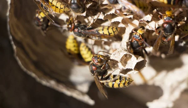 Bir kağıt yaban arısı yuvası. Zararlıları yok eder yararlı yırtıcı bahçe böcek — Stok fotoğraf