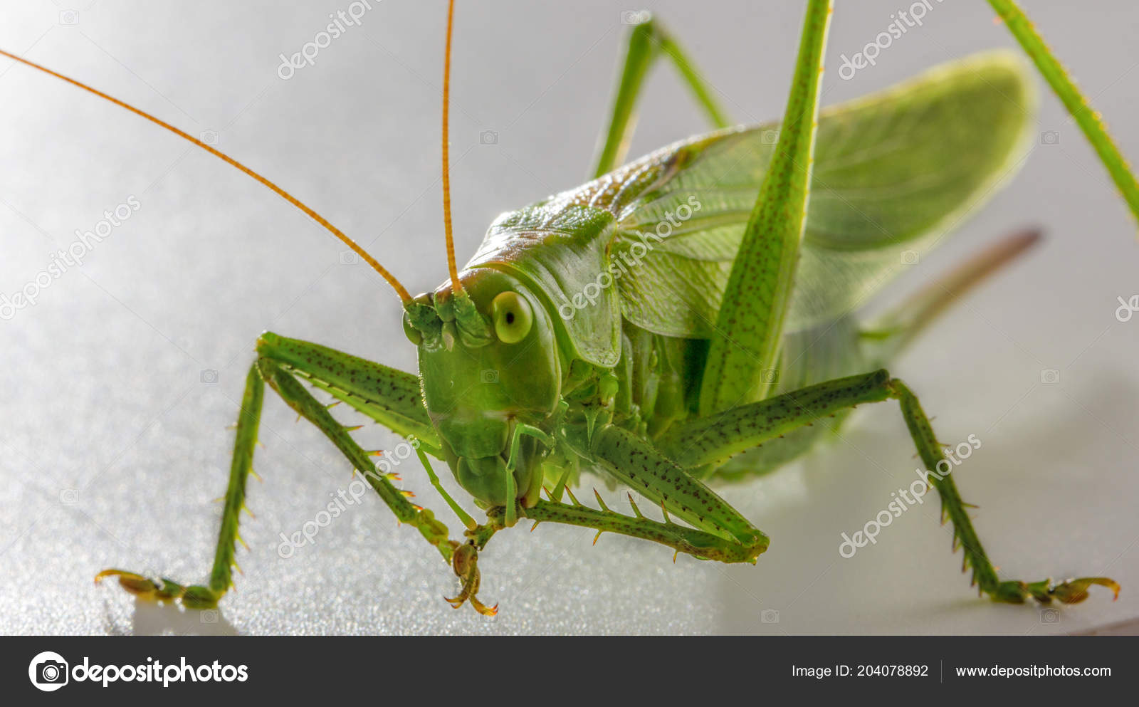 Big Green Grasshopper On White Background Close Up Stock Photo Image By C Maykal 407