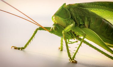 Big green grasshopper on white background close up clipart