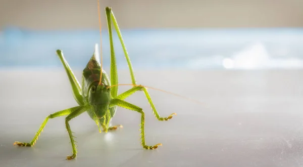 Velké zelené kobylky na bílém pozadí zblízka — Stock fotografie