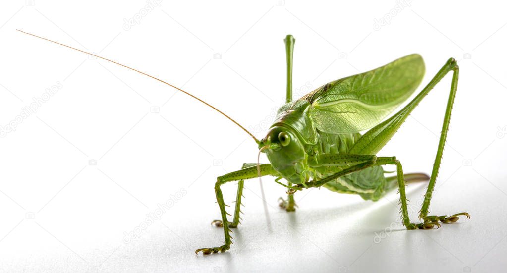 Big green grasshopper on white background close up