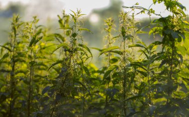 Yazın yeşil bir çayırda, ışıkla dolu yüksek çimenler.