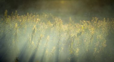 Yazın yeşil bir çayırda, ışıkla dolu yüksek çimenler.
