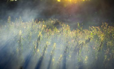 Yazın yeşil bir çayırda, ışıkla dolu yüksek çimenler.