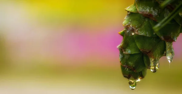 Conos de pino jóvenes, con gotas de resina en la superficie. Macro fotografía — Foto de Stock