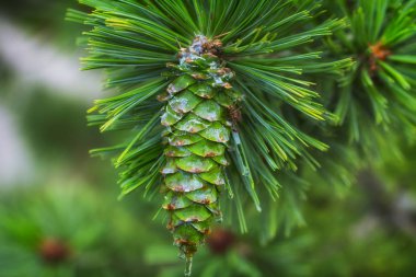 Yüzeyi reçine damlaları ile genç çam kozalakları. Makro fotoğrafçılık