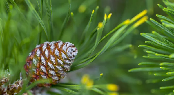 Junge Tannenzapfen, mit Harztropfen auf der Oberfläche. Makrofotografie — Stockfoto