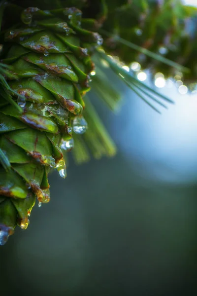 Młode szyszki, krople żywicy na powierzchni. Fotografia makro — Zdjęcie stockowe