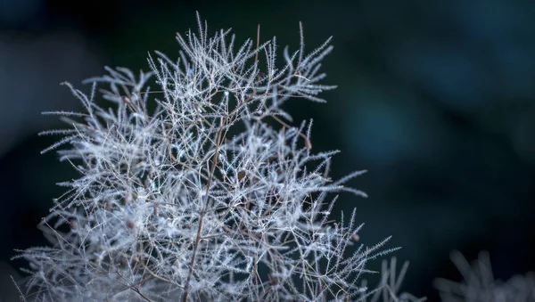 Avrupa smoketree Cotinus coggygria çiçek makro — Stok fotoğraf