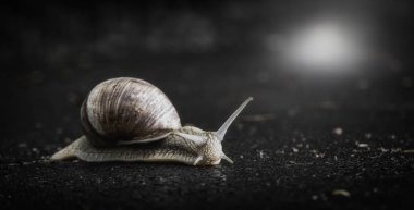 Salyangoz asfalt yolda kaynıyor. yakın çekim