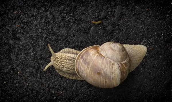 Snail crawling on the asphalt road. close up — Stock Photo, Image
