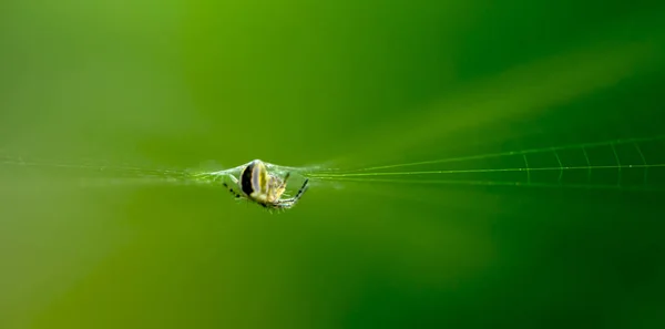 Na pavučině sedí vzácný zahradní pavouk, velký plán na zeleném pozadí — Stock fotografie