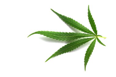 Kenevir kağıt beyaz bir arka plan üzerinde