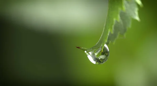 Tautropfen auf einem grünen Blatt — Stockfoto