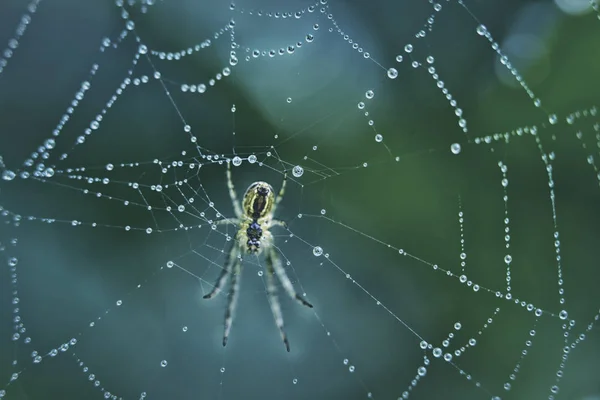 A aranha senta-se em uma teia coberta com gotas de orvalho . — Fotografia de Stock