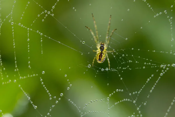 A pók ül egy webes borított csepp harmat. — Stock Fotó
