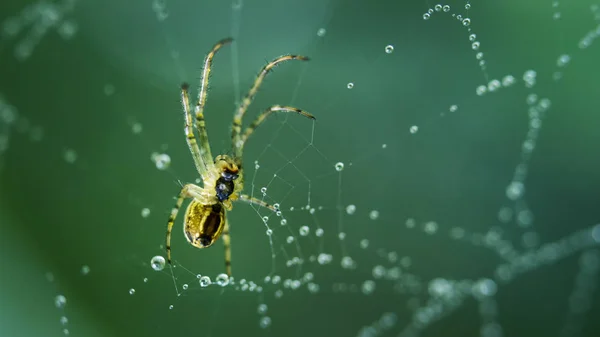 Çiğ damlaları ile kaplı bir web örümcek oturur. — Stok fotoğraf