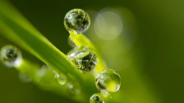 Dew drops on a green leaf — Stock Photo, Image