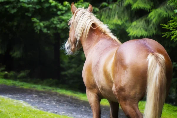 Den vilda hästen är nära vägen — Stockfoto